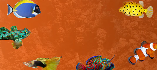 Dive Into Your Perfect Aquarium