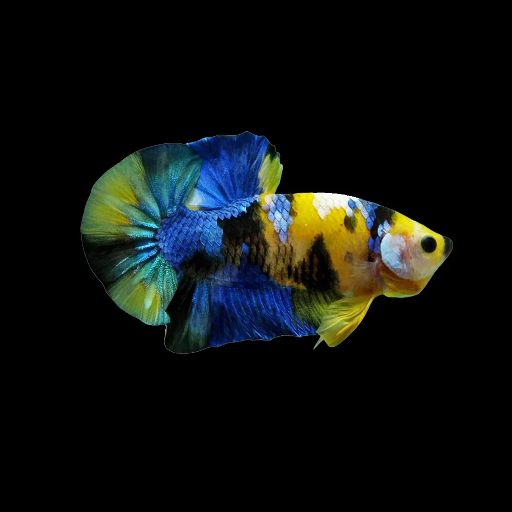 Freshwater Fish New Arrival