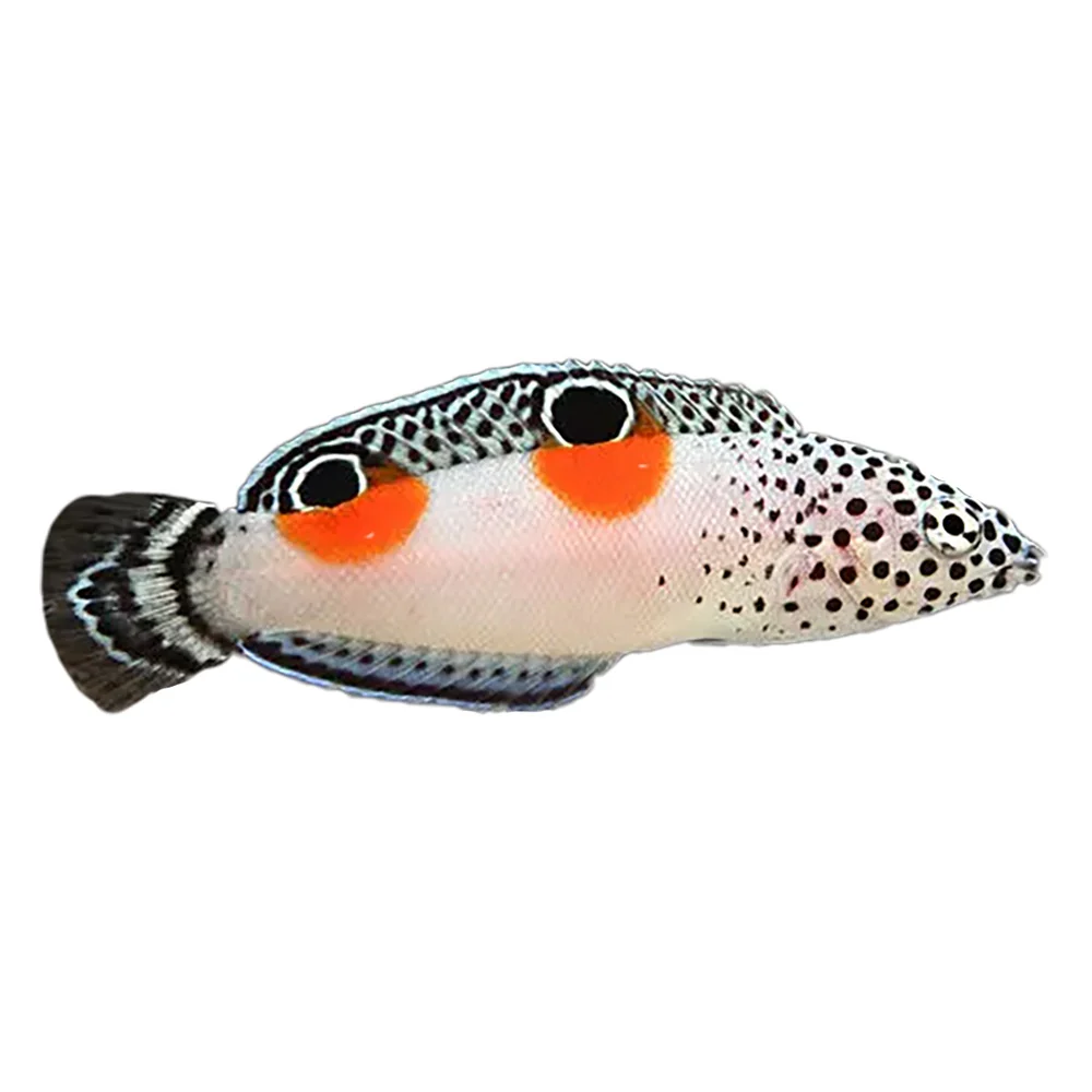 Marine Fish New Arrival